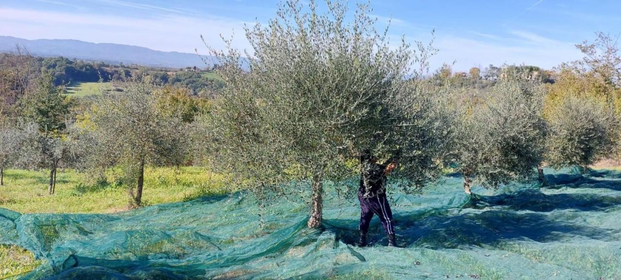 Tenuta I Lecci تيرانووفا براتشولي المظهر الخارجي الصورة