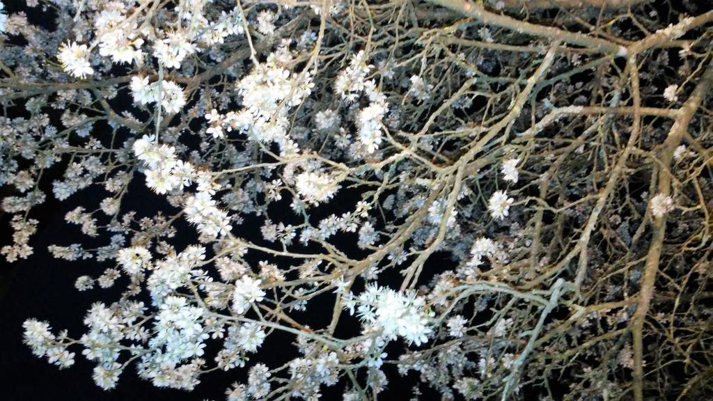 Tenuta I Lecci تيرانووفا براتشولي المظهر الخارجي الصورة